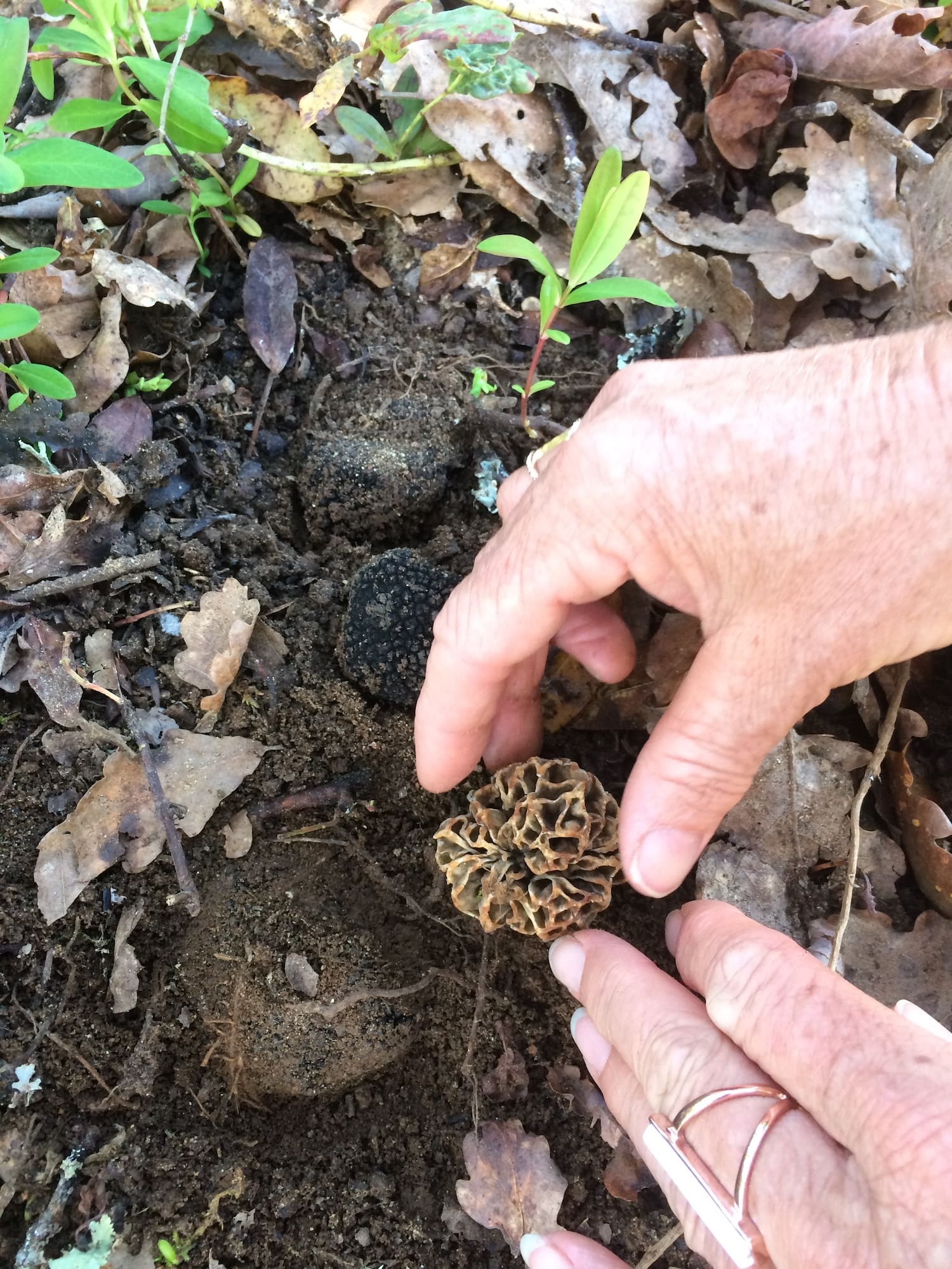 camping le daguet champignons activités dordogne