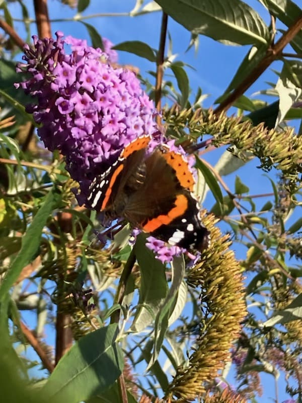 fleurs papillon camping le daguet dordogne